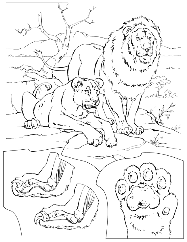 national geographic coloring pages of animals - photo #38
