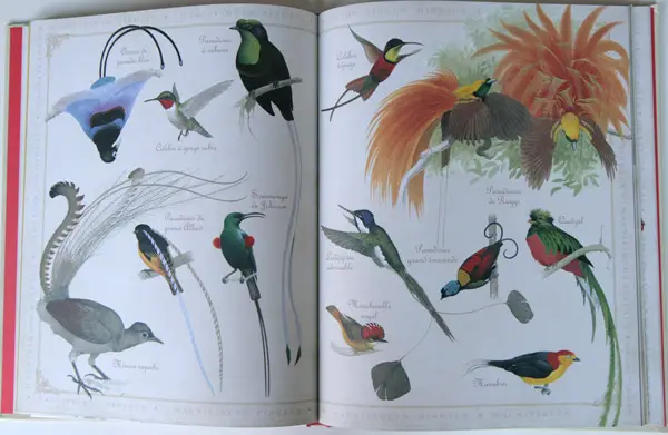livre-animaux-oiseaux