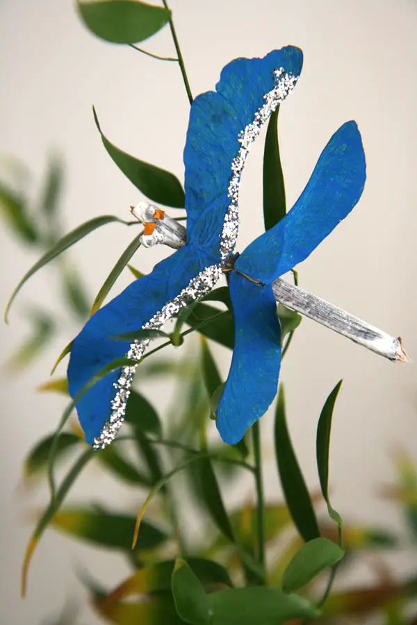 samares-libellules-bleue