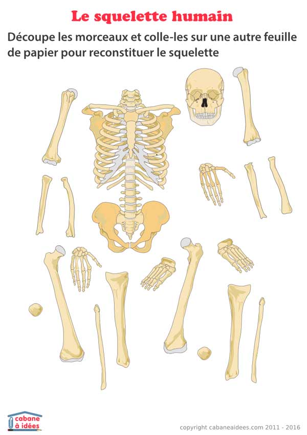 0208052-squelette-morceaux