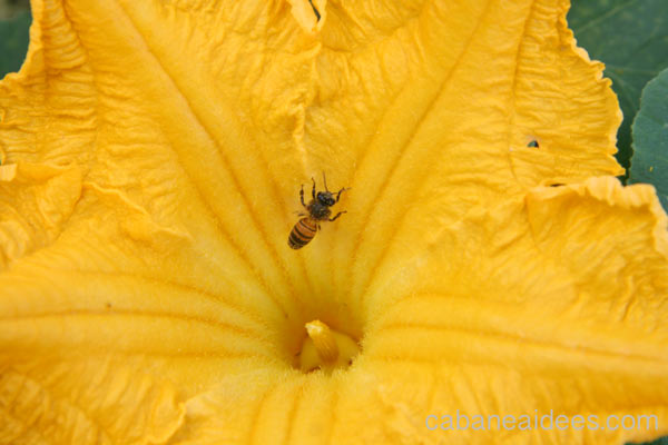 abeille-fleur-courge
