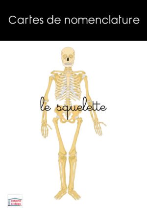 cartes nomenclature squelette