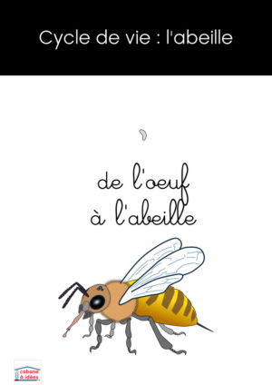 Cycle de vie de l'abeille