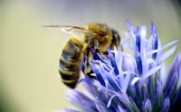 Abeille sur une fleur avec des étamines visibles pour illustrer pourquoi nous avons besoin d'abeilles